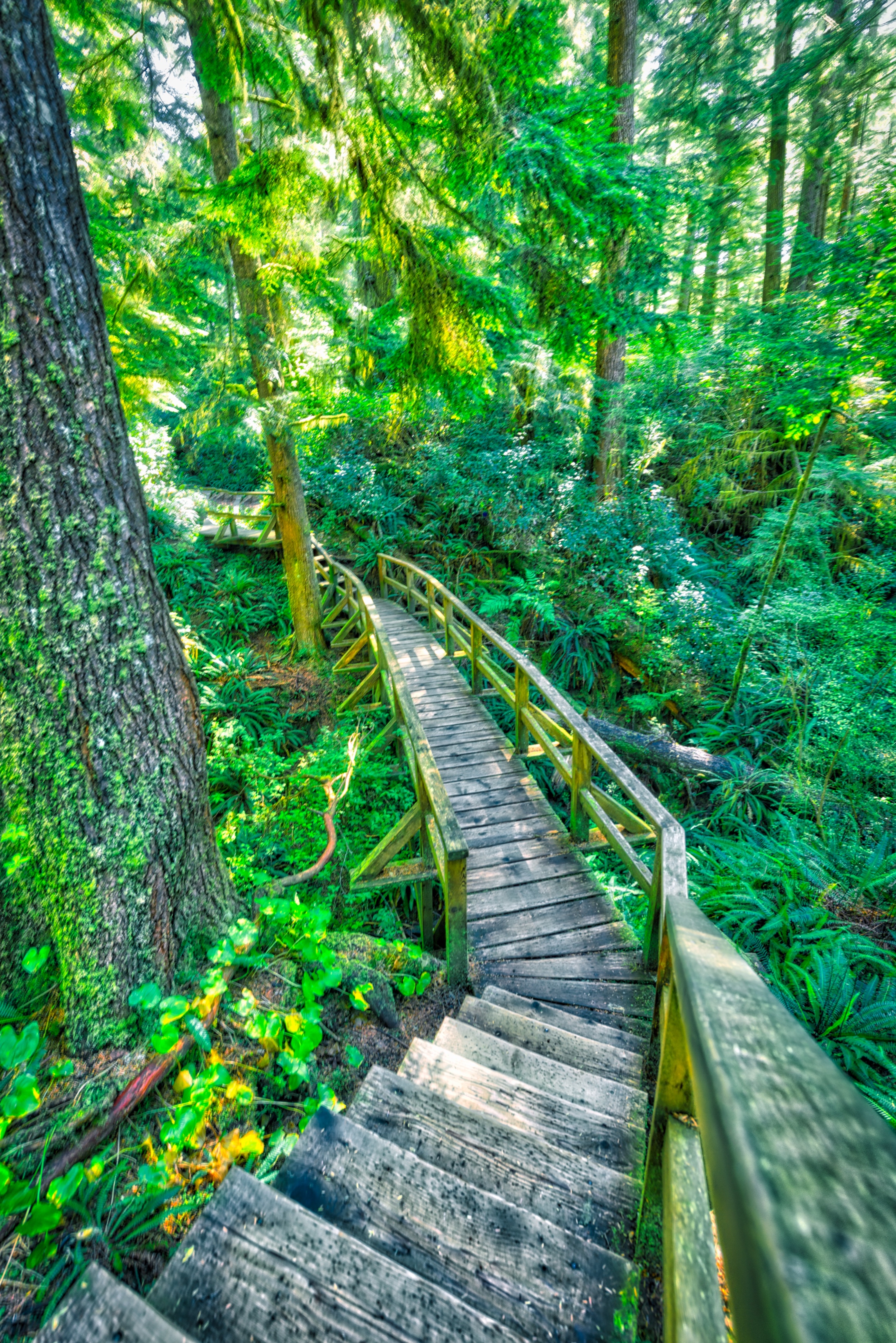 Tofino Rain Forest Path